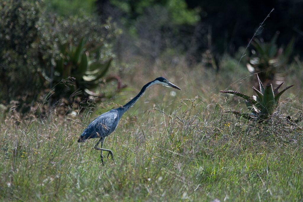 Ulovane's tweet image. Mastering new skills as an apprentice guide! During your training at Ulovane, you have the opportunity to operate on Amakhala Game Reserve as a guide, dealing with sightings, other guides, and the conservation team. ulovane.co.za/2022/10/24/ulo…

#ulovane  #guideskills #FGASA