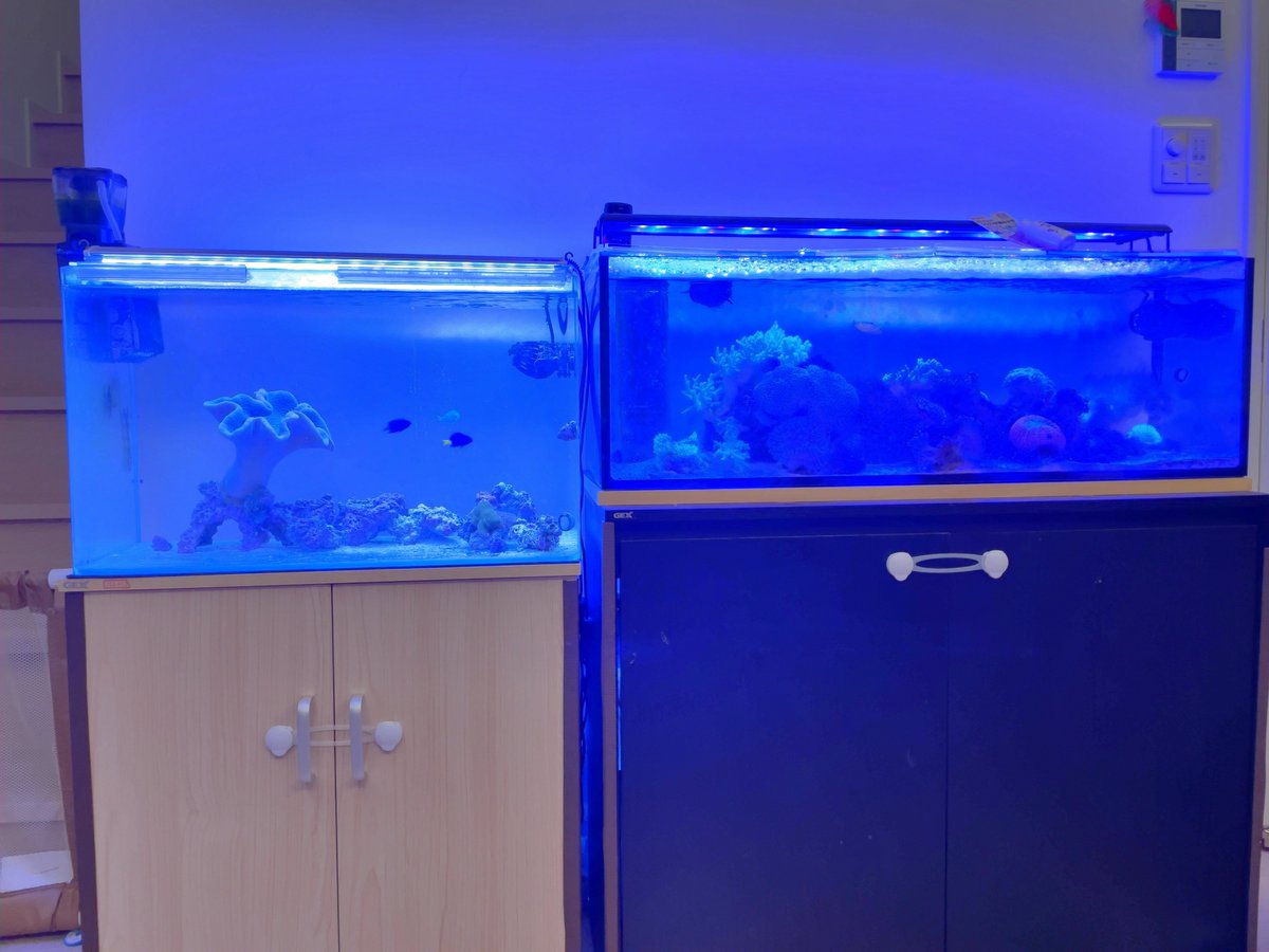 ginko_2123's tweet photo. なにこれー😱😱口?に髭みたいなの生えてるヒルみたいな?魚に害がなければいいんだけど😅
あと初めてカーリー(多分)発生。早く退治薬買いに行かないと🤯
#MicrosoftPix すごい!ある程度ならiPhoneでもコーラルレンズいらず😳✨全体はちょっと青飛びしちゃったけど😅
#マリンアクアリウム #海水水槽 https://t.co/5NbJYUCyLH
