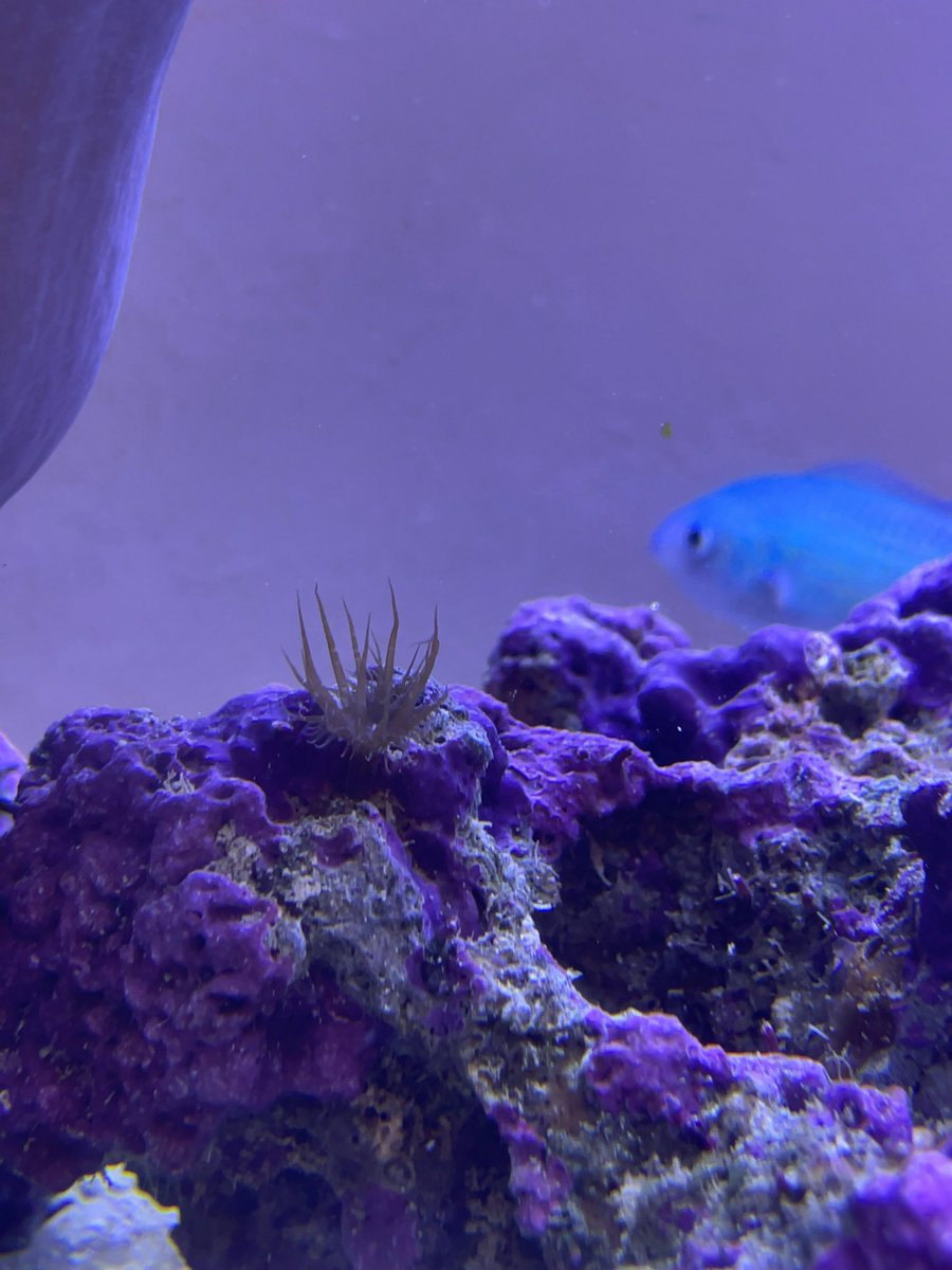 ginko_2123's tweet photo. なにこれー😱😱口?に髭みたいなの生えてるヒルみたいな?魚に害がなければいいんだけど😅
あと初めてカーリー(多分)発生。早く退治薬買いに行かないと🤯
#MicrosoftPix すごい!ある程度ならiPhoneでもコーラルレンズいらず😳✨全体はちょっと青飛びしちゃったけど😅
#マリンアクアリウム #海水水槽 https://t.co/5NbJYUCyLH