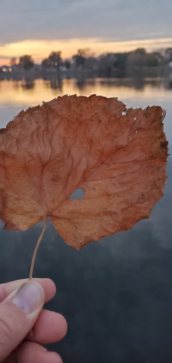 Riverside_Vacay's tweet photo. Down by the lake there are thousands of leaves. It is so easy to just rake them all up and think nothing of it.
We chose to take a minute and look a bit closer......here is what we found!
#riversidevacay #uniquelybeautiful #mnfall #beautyinallseasons https://t.co/4aM9Vfz1HI