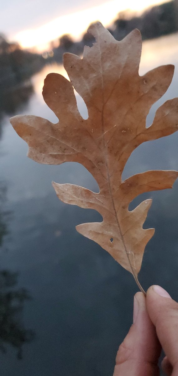 Riverside_Vacay's tweet photo. Down by the lake there are thousands of leaves. It is so easy to just rake them all up and think nothing of it.
We chose to take a minute and look a bit closer......here is what we found!
#riversidevacay #uniquelybeautiful #mnfall #beautyinallseasons https://t.co/4aM9Vfz1HI