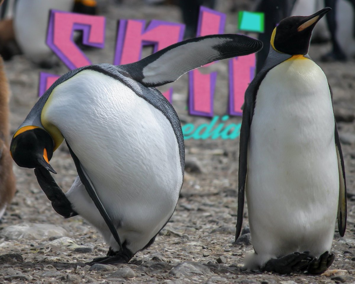 splitmediastl's tweet photo. If we were going to hire a penguin, which one do you think WE’D want? :-) https://t.co/WGuqbtrice #web #webdesign #webdevelopment #seo #sem #creative #adagency #advertising #agencylife #brand #branding #brandstrategy #branddevelopment #socialmedia https://t.co/Z9ErFSkJtZ