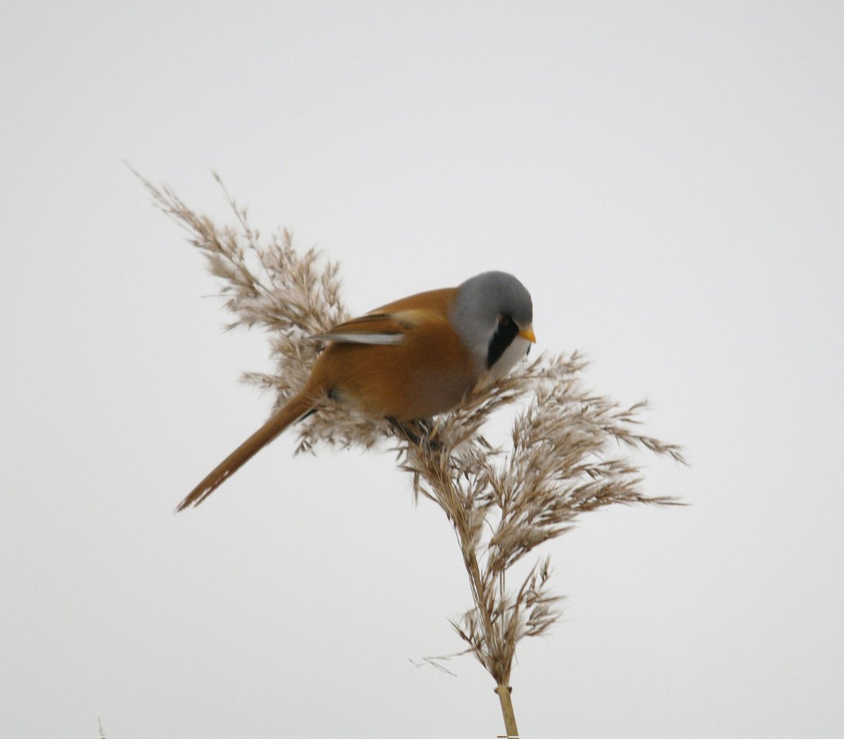 ecoloog079 tweet media