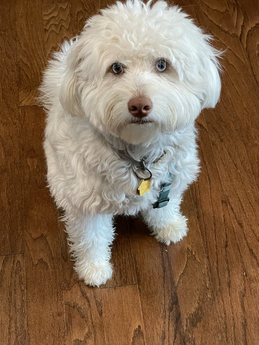 sandtrap1168's tweet photo. @bunsenbernerbmd My Dad’s pup, Charlie. https://t.co/3sCaPyGjCb