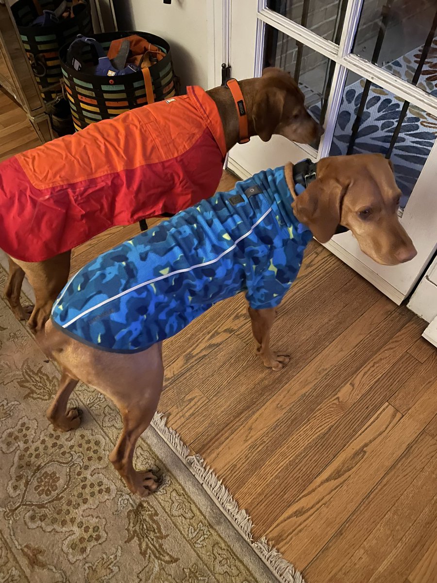 vizslageek's tweet photo. First #vizsla chilly day this fall. #jackettime #dogsoftwitter https://t.co/c3NivK7wOq