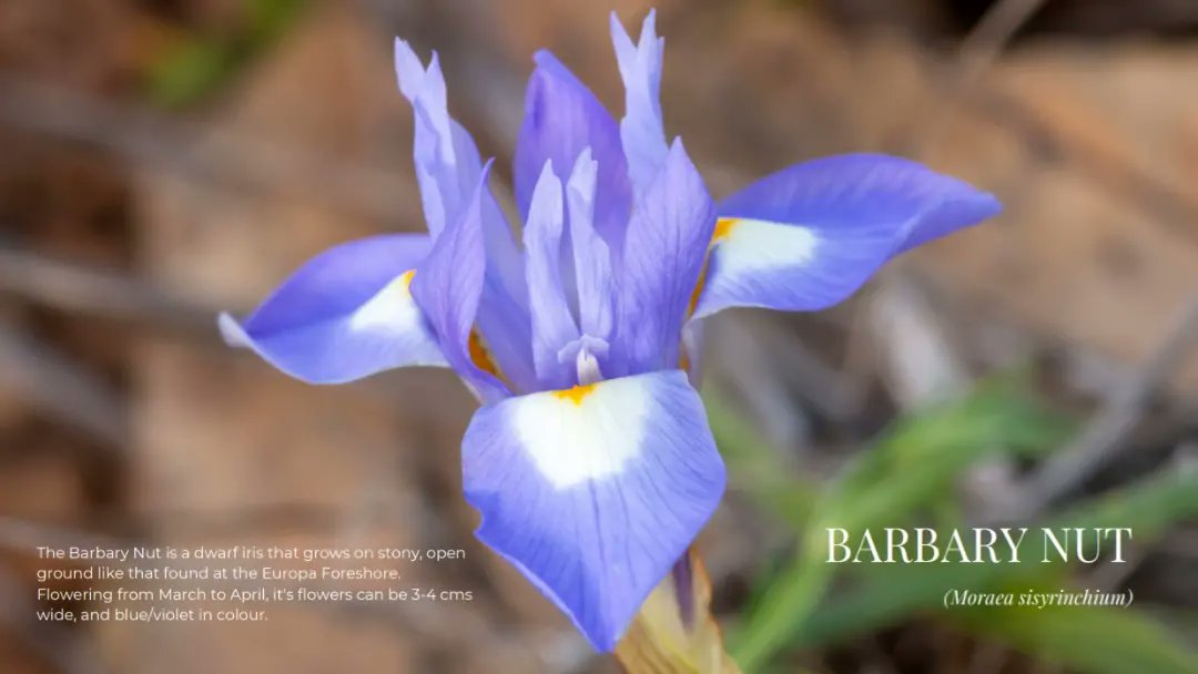 Our Europa foreshore boasts many beautiful plants suited to the harsh environment. Here's a bit more about them .... 💚
#specieswatch #gibflora #europaforeshore #adaptedandsuitable #gibnaturereserve #natureeducation #thinkinggreen #wecare