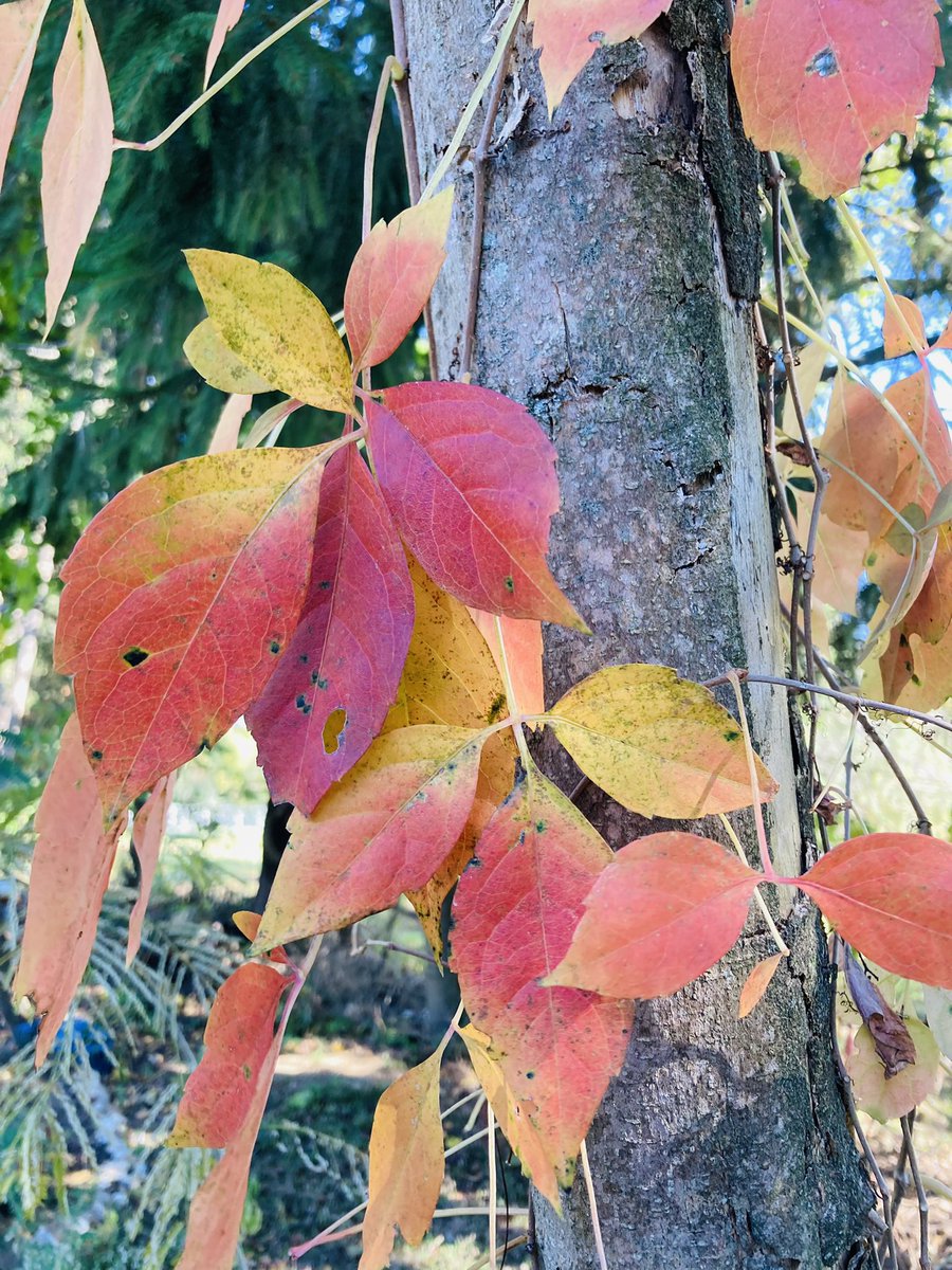 MHJGardenDesign's tweet photo. #VirginiaCreeper (Parthenocissus quinquefolia) in a woodsy area. It's beautiful, but be sure to keep it trimmed, as this fiery-leafed vine loves to take over.
#nativeplants #nativeplantsofnorthamerica #foliage #autumncolours https://t.co/2QhmHFNyeJ