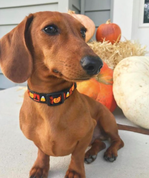 boulderbarks's tweet photo. Did someone say Hallo-wiener is coming? π π
https://t.co/jAin9czdmq
#halloweendog #dog #doglife #happydog #dogoftheday #pet #dogs #doglover #dogsofig #doglovers #dogmom #doggo #pets #cute #puppylove #puppy #ilovemydog #dogslife #halloween2022 #cutedogs ##colorado #coloradodog https://t.co/aIeqIutmzC