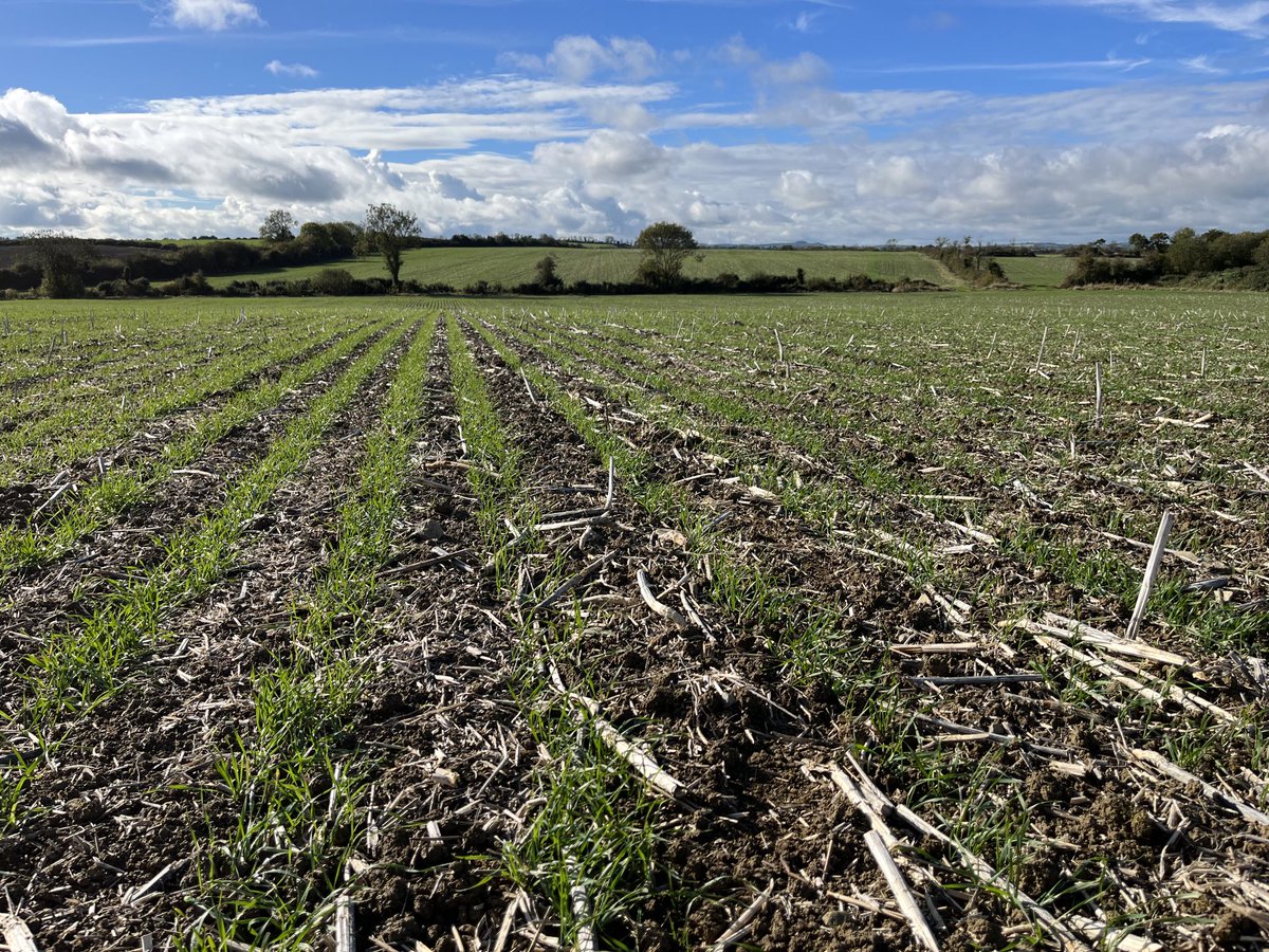 #mzuri sown Graham winter wheat looking a picture today #whytebros