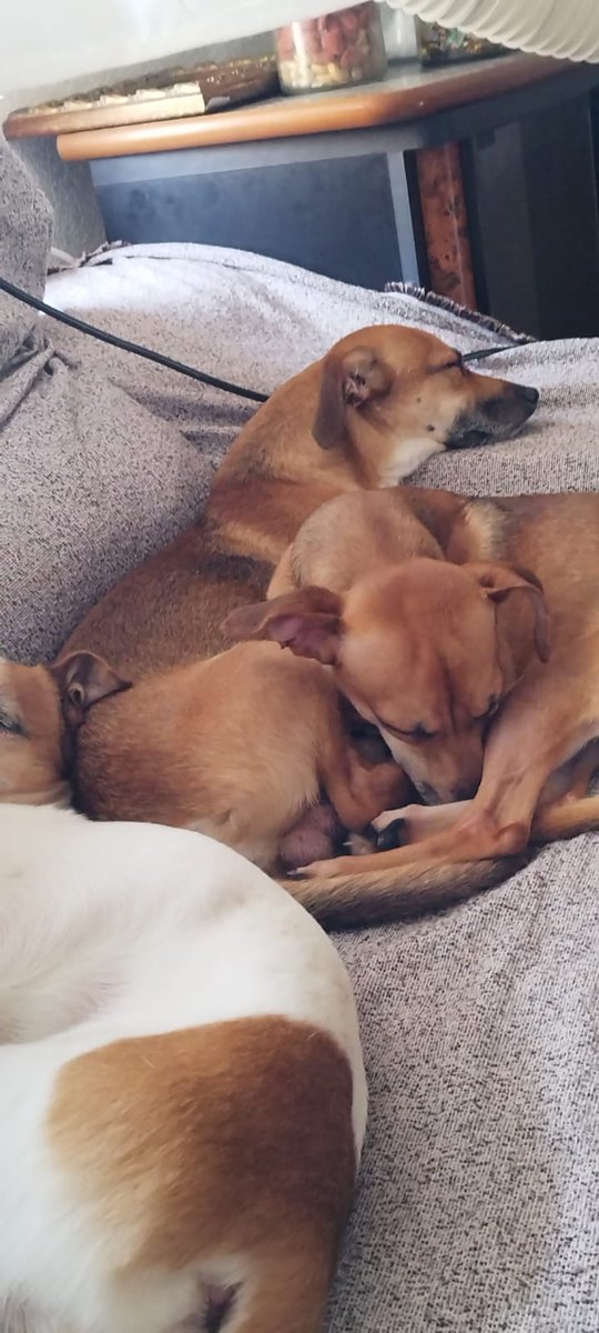 Esquitron's tweet photo. Hola peñita de twitter, tengo un favor que pediros 🙏
Tenemos 3 perros que por desgracia tenemos que darlos en adopción ya que no estamos en las mejores condiciones como para cuidarlos y queremos lo mejor para nuestros pequeñines 🐶❤️ RT porfavor!!!

Abro hilo! ⬇️ https://t.co/jFcDtsFHeh