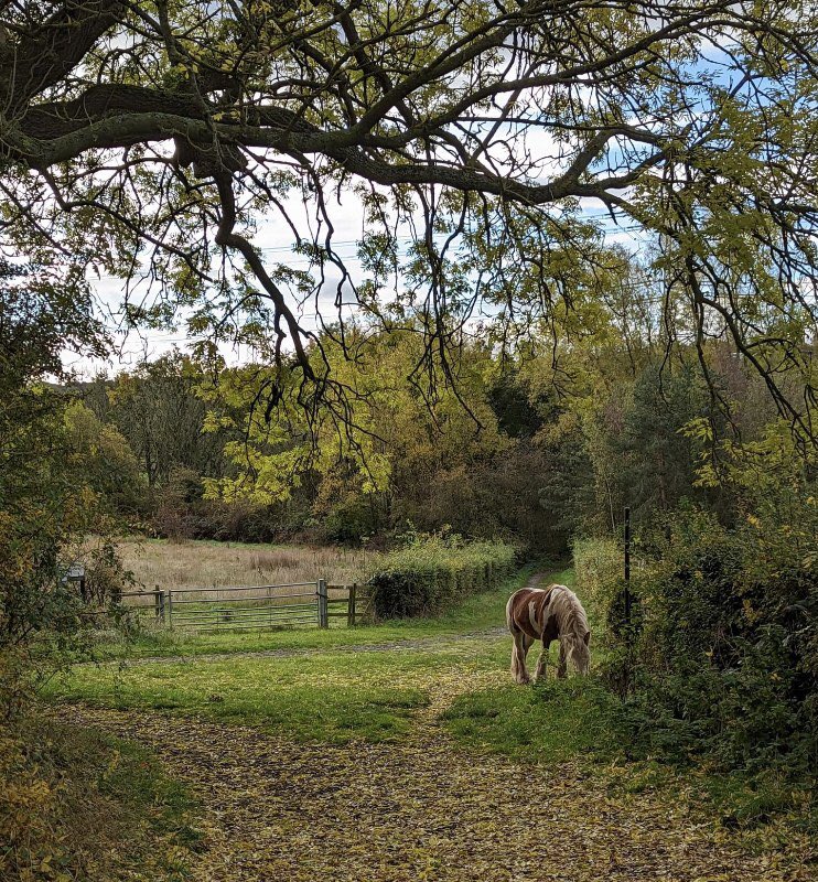 pippit28's tweet photo. Who let the horse out ??? https://t.co/CCmASqEM1C
