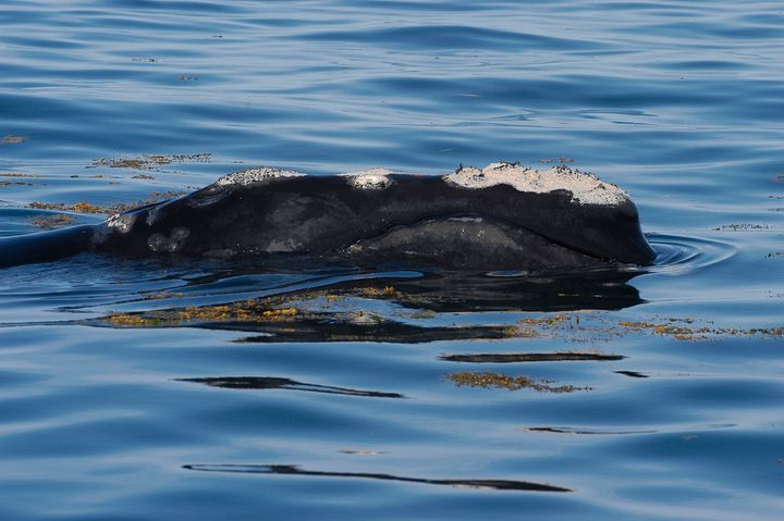 #NorthAtlanticRightWhale population update ⬇️ 

In an annual report by the North Atlantic Right Whale Consortium, updated population numbers reflect a downward trend for this #CriticallyEndangered species.

More: bit.ly/3gEigAd

📸: Taken under DFO Canada SARA permit