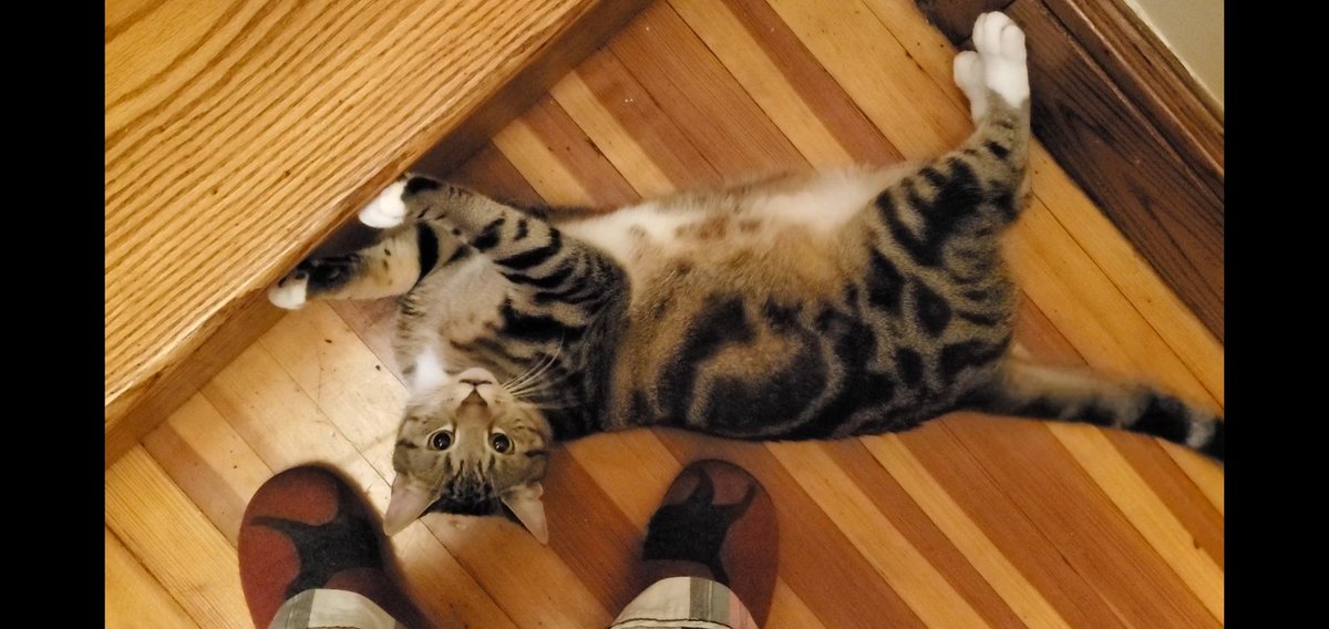 ClareDeming's tweet photo. I'm up early to finish some work and get some writing done, but my cat has other plans for me. I might be in danger. #amwriting #cats #CatsofTwittter #dangerfloof https://t.co/vH6TblTVMs