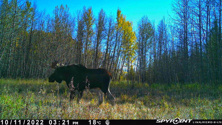 Moose Monday in the Northwoods! 👀 Thanks for sharing this awesome photo Colten! 📸: Colten Martyn #spypoint #trailcamera #trailcam #whatgetsyououtdoors #gamecamera #trailcams #whyispypoint #trailcameras #moose #bullmoose #northwoods