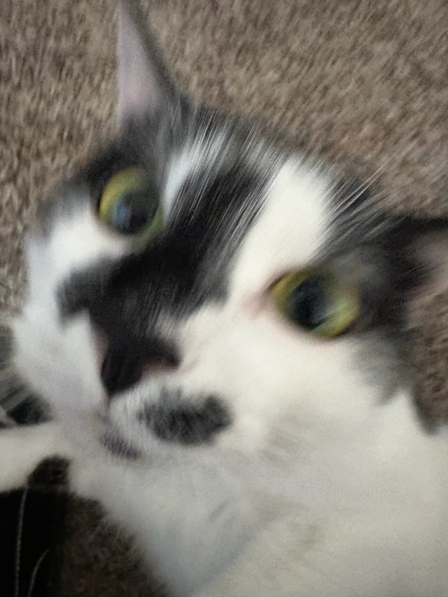 VetosTweetos's tweet photo. do u got any game’s on youre phone https://t.co/xFrvhIbYQD