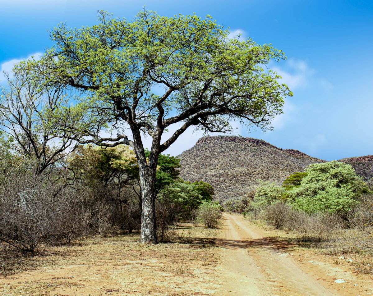 Marakele National Park.