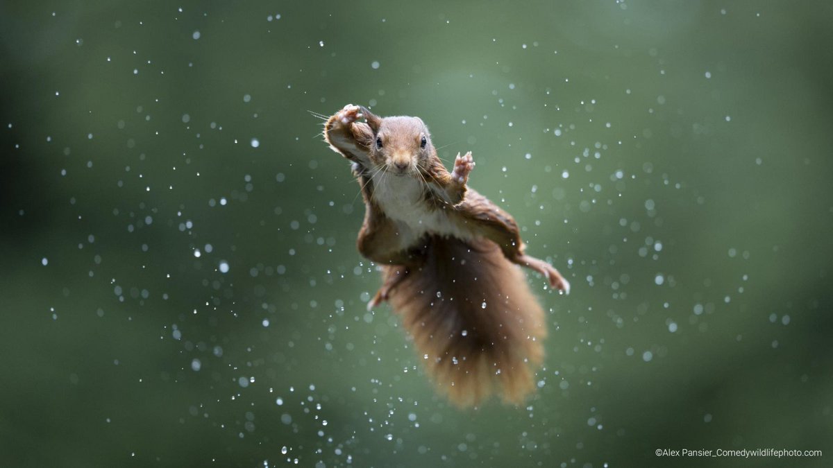 The Comedy Wildlife Photography Awards has released their gallery of finalists for 2022. Take a break and enjoy our favorites.