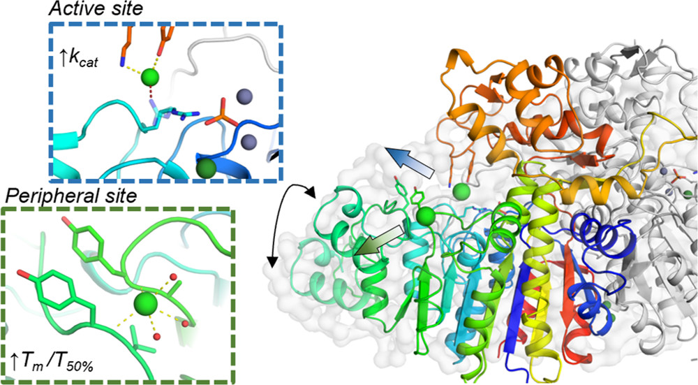 Alkaline phosphatases (APs) use various methods to adapt environmentally. Hjörleifsson, <a href="/BjossiM/">Sigurbjörn Markússon</a> and colleagues <a href="/uni_iceland/">University of Iceland</a> <a href="/UniOulu/">University of Oulu</a> <a href="/UiB/">Universitetet i Bergen</a> show an AP from the marine bacterium Vibrio splendidus has two Cl binding sites which seem to play different roles.

pubs.acs.org/doi/10.1021/ac…