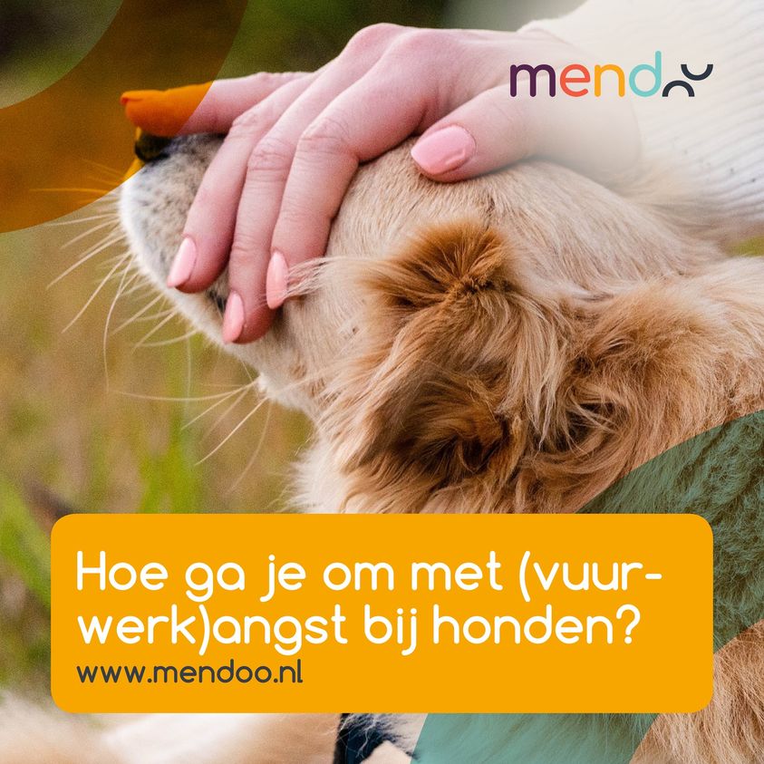 𝐇𝐨𝐞 𝐠𝐚 𝐣𝐞 𝐨𝐦 𝐦𝐞𝐭 (𝐯𝐮𝐮𝐫𝐰𝐞𝐫𝐤)𝐚𝐧𝐠𝐬𝐭 𝐛𝐢𝐣 𝐡𝐨𝐧𝐝𝐞𝐧?
Op 1 -11 geeft Anouk, gedragsdeskundige bij <a href="/blafwerk/">blafwerk</a> een themasessie aan onze vrijwilligers en gastgezinnen! Interesse om aan te sluiten? Stuur ons een mail #vuurwerkangst #hond