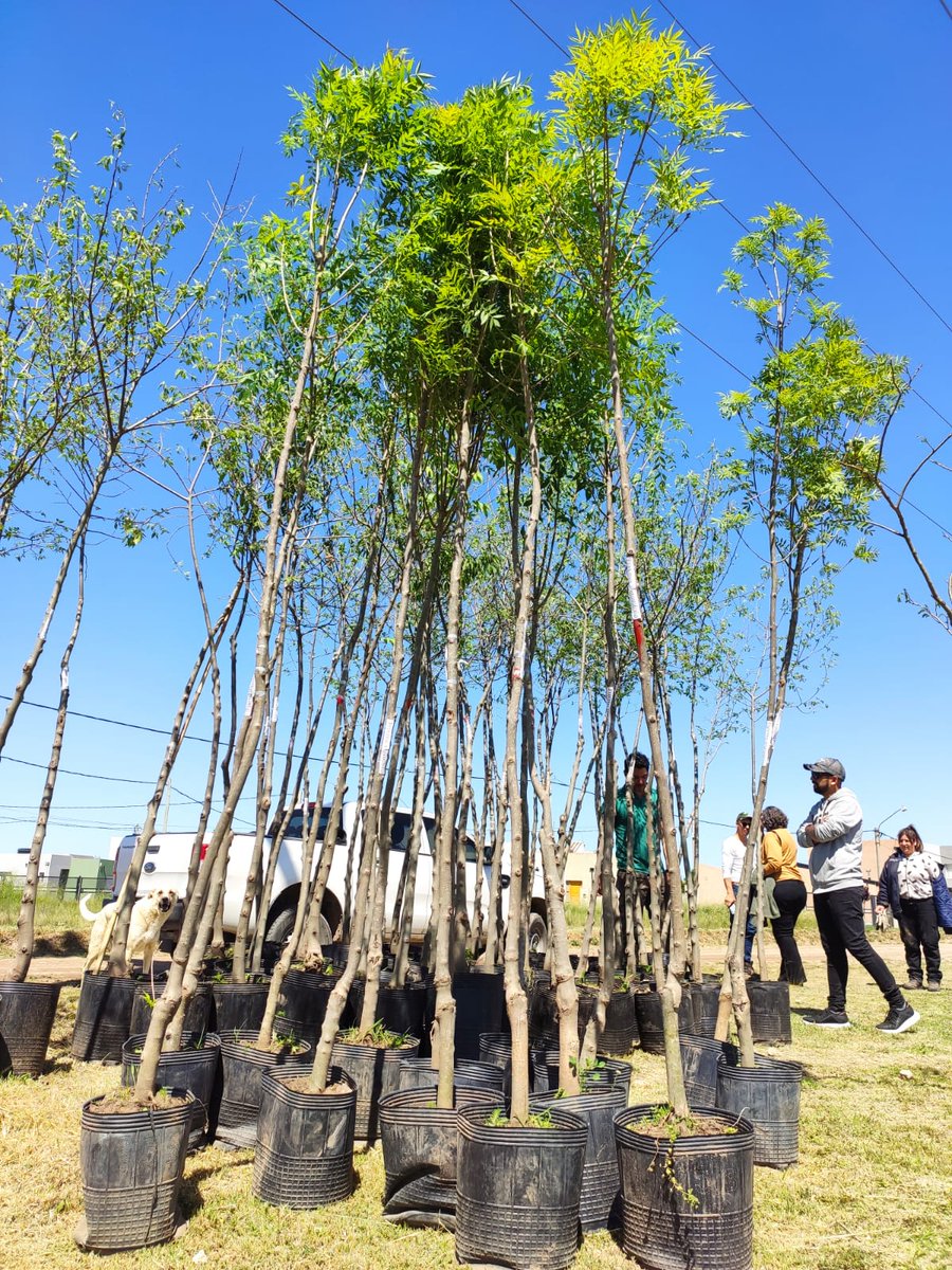 seguridadmbb's tweet photo. 🌳 Continúa la entrega de árboles en el marco del programa Bahía Planta

🌱🥰Durante el fin de semana se distribuyeron ejemplares de Celtis, Fresnos Rojos y Acacias, entre vecinos y vecinas del Barrio Novaterra https://t.co/UKkoWfnBnJ