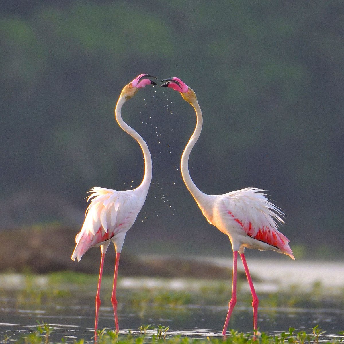 Wild Bird Revolution tweet media