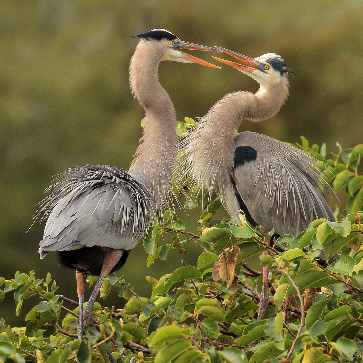 Top 10 Wild Bird Photos Award winners Last week's theme was 'Interacting Birds' View some of the winners below and all 10 here - lnkd.in/dPJGwtuU Black Kite📷Avi Hirschfield White-cheeked Barbet📷Dr. SS Suresh Greater Flamingo📷Reitesh Khabia Great Blue Heron📷Linn Smith