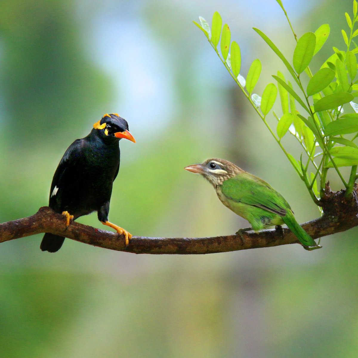 Wild Bird Revolution tweet media