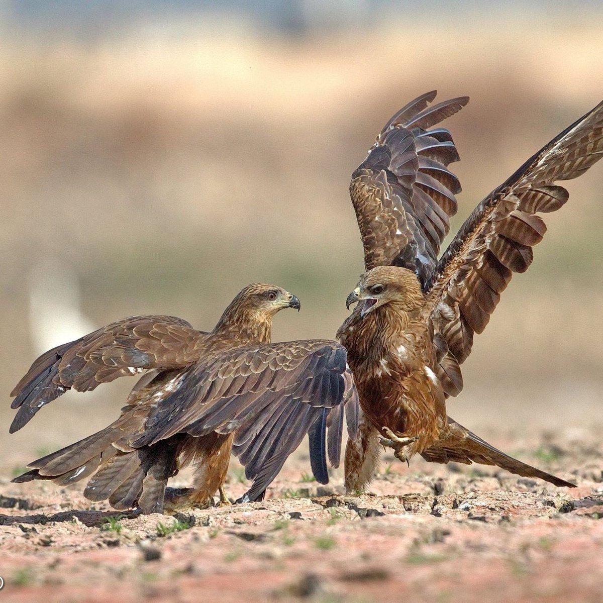 Wild Bird Revolution tweet media