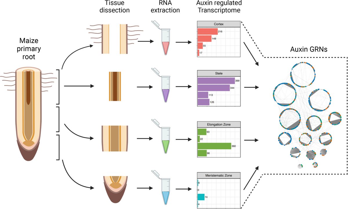 qpb_journal's tweet photo. 🚨New article🚨
“Temporal and spatial auxin responsive networks in maize primary roots”
By Maxwell McReynolds et al.
👉https://t.co/64XZauTea2
#auxin #coexpression #generegulation #maize #networks #roots 🌱
@JustinWWalley @KelleyDior @melissa_draves @LinkanDash6 @dormichicken https://t.co/mifq3MCj2D