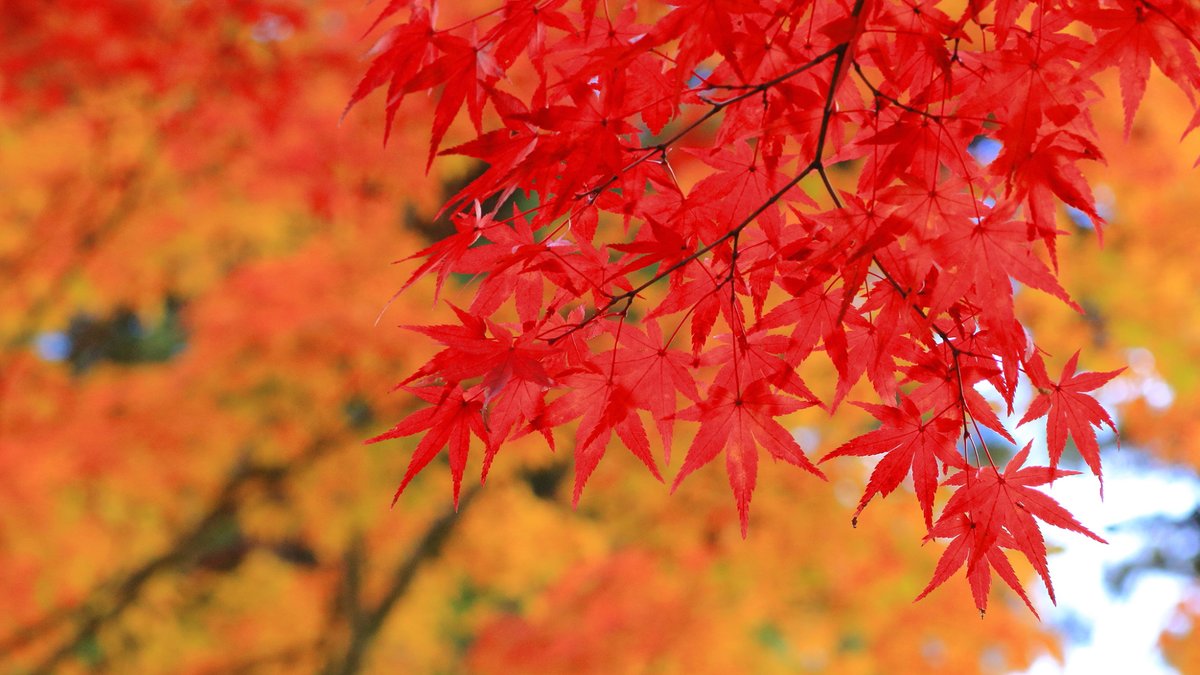 RutgersSEBS's tweet photo. Urban Forestry Professor Jason Grabosky on Why Leaves Change Color
https://t.co/TxNNskDTab
@RutgersU @RutgersNB @RutgersResearch
#Autumn #AutumnColors #WhyLeavesChangeColor https://t.co/Ba0SP198vw
