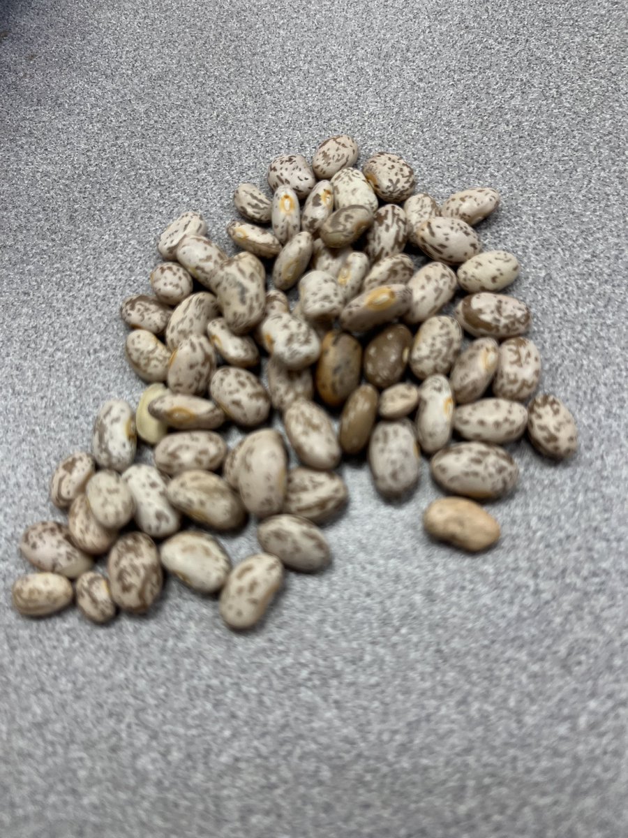 MrsH_Pierre's tweet photo. This bean counter is counting beans this morning for a 20 bean budget project tomorrow. https://t.co/V6D9bhWP93