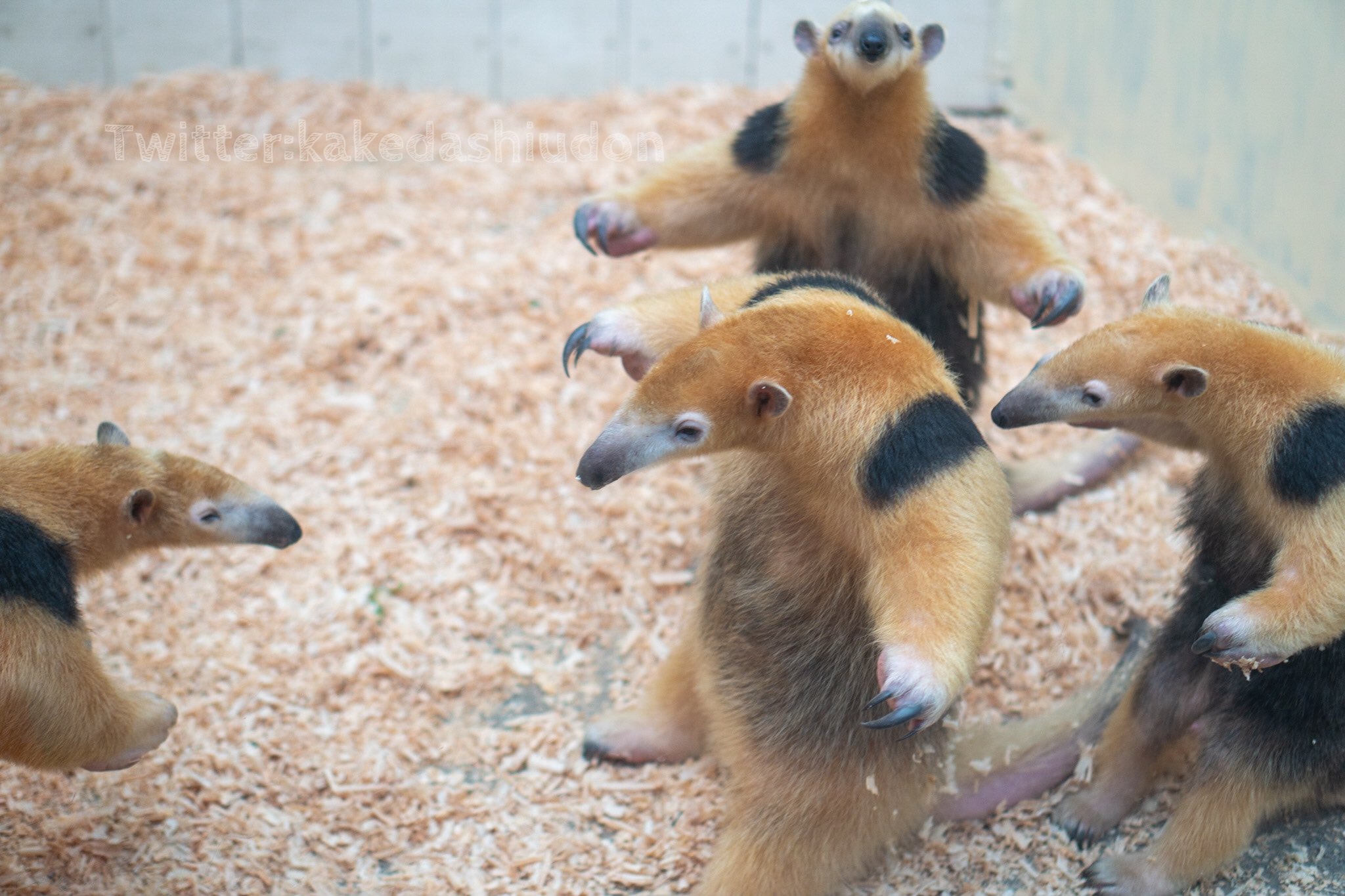 伊豆シャボテン動物公園グループ【公式】 (@shabotengroup) / Twitter 伊豆シャボテン動物公園グループ【公式】 (@shabotengroup) / Twitter