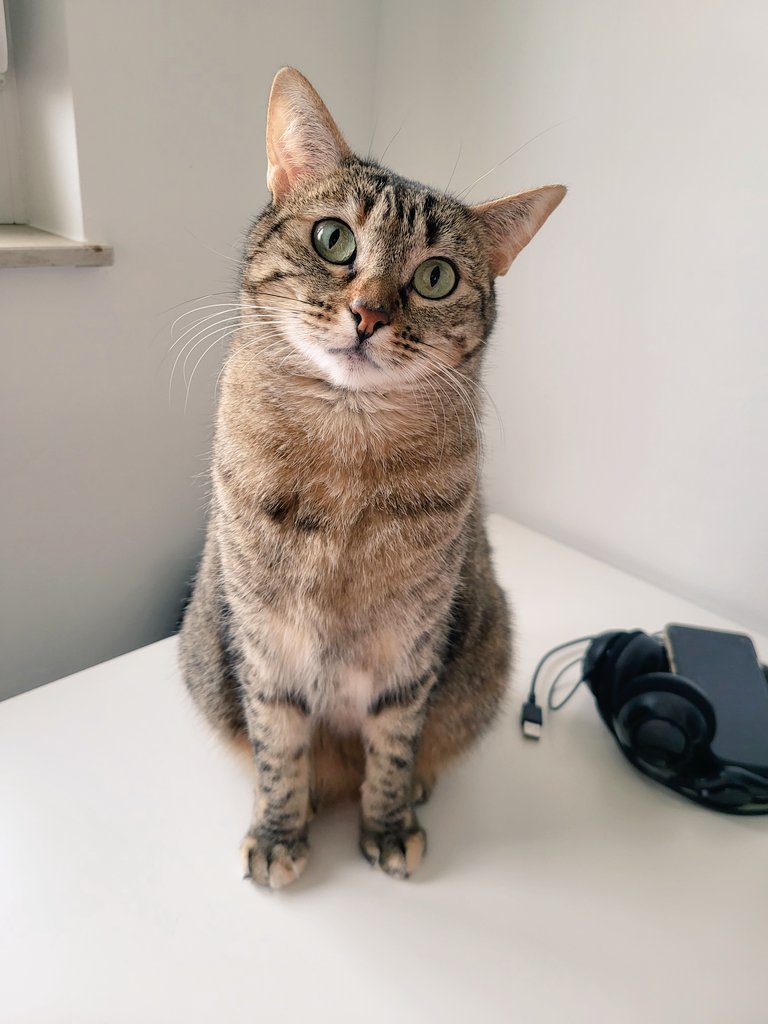 DasC_Team's tweet photo. Coco beschäftigt am heutigen Montag nur eine Frage:"Isst du das da noch?" 🧐😅

Coco 💕 https://t.co/kdiECacNn8