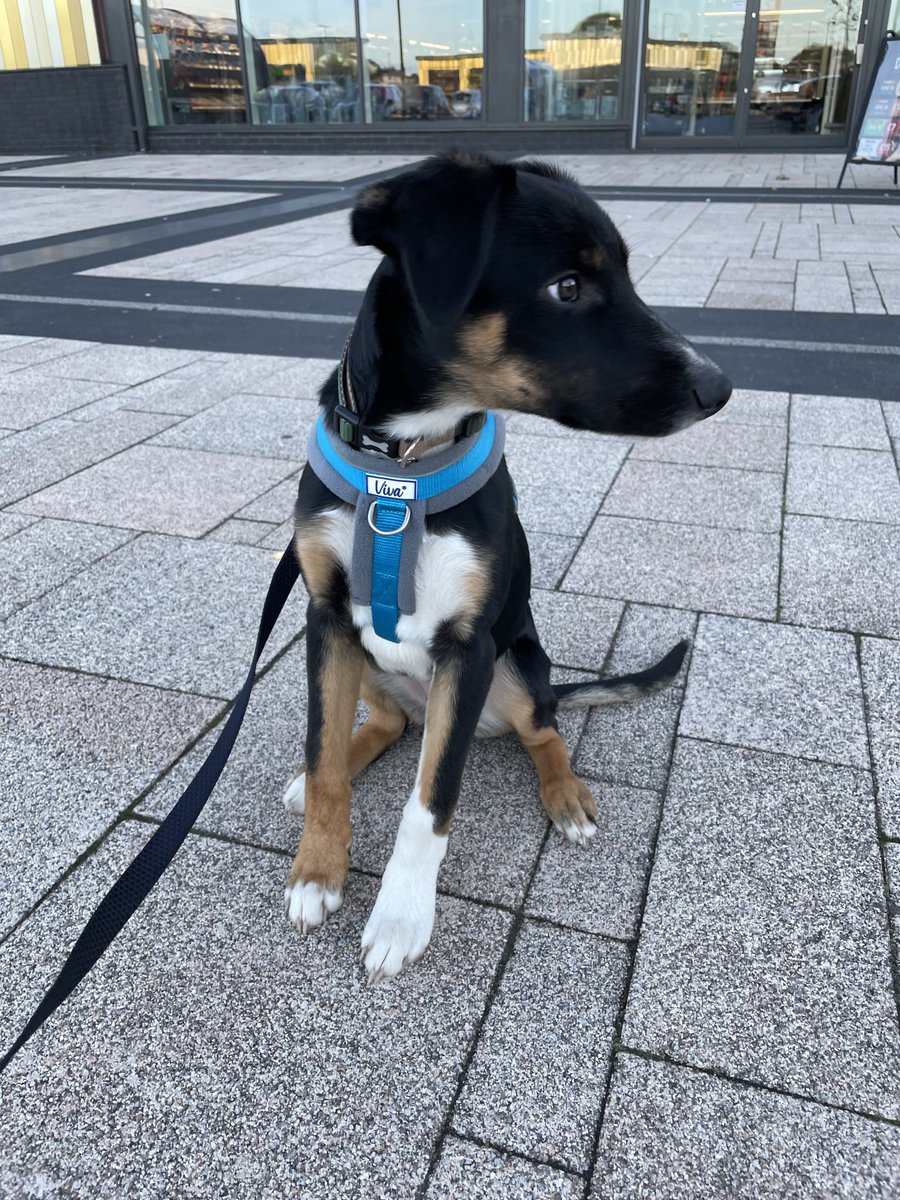 ellen loudon tweet media