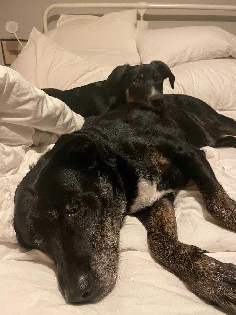 ellen loudon tweet media