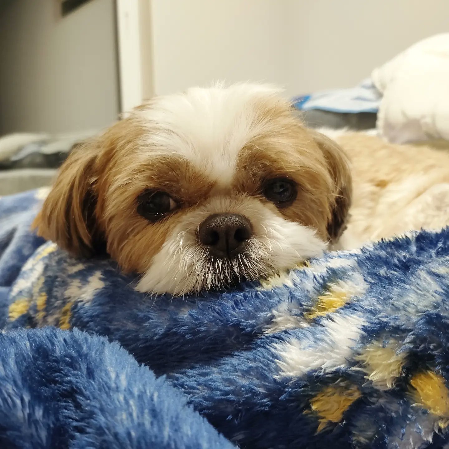 ぽんず かぼす Shihtzuponz Twitter