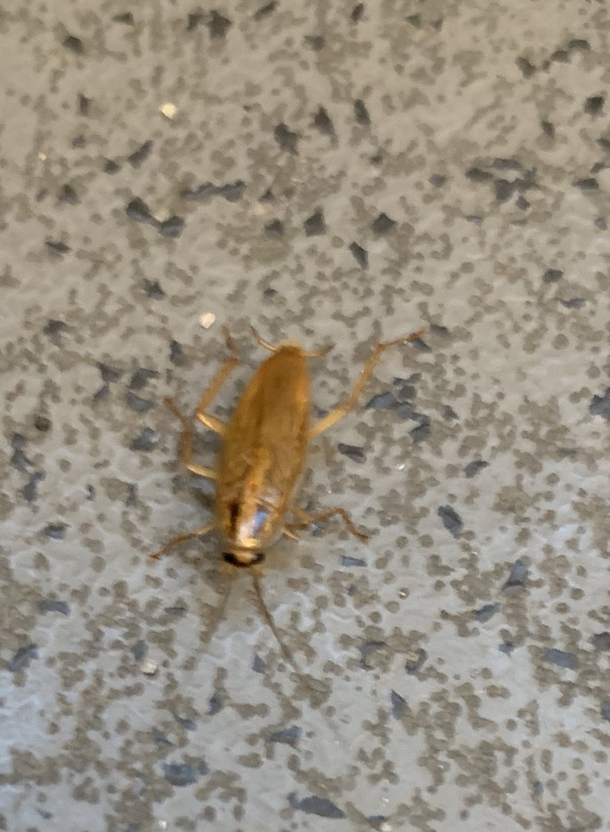 PeteNagy's tweet photo. This guy caused a bit of a ruckus on the streetcar this morning! Car pulled out of service and sent for a cleaning I assume. #cockroach #ttc #streetcar #lifeintoronto https://t.co/SVhXTeeEsY