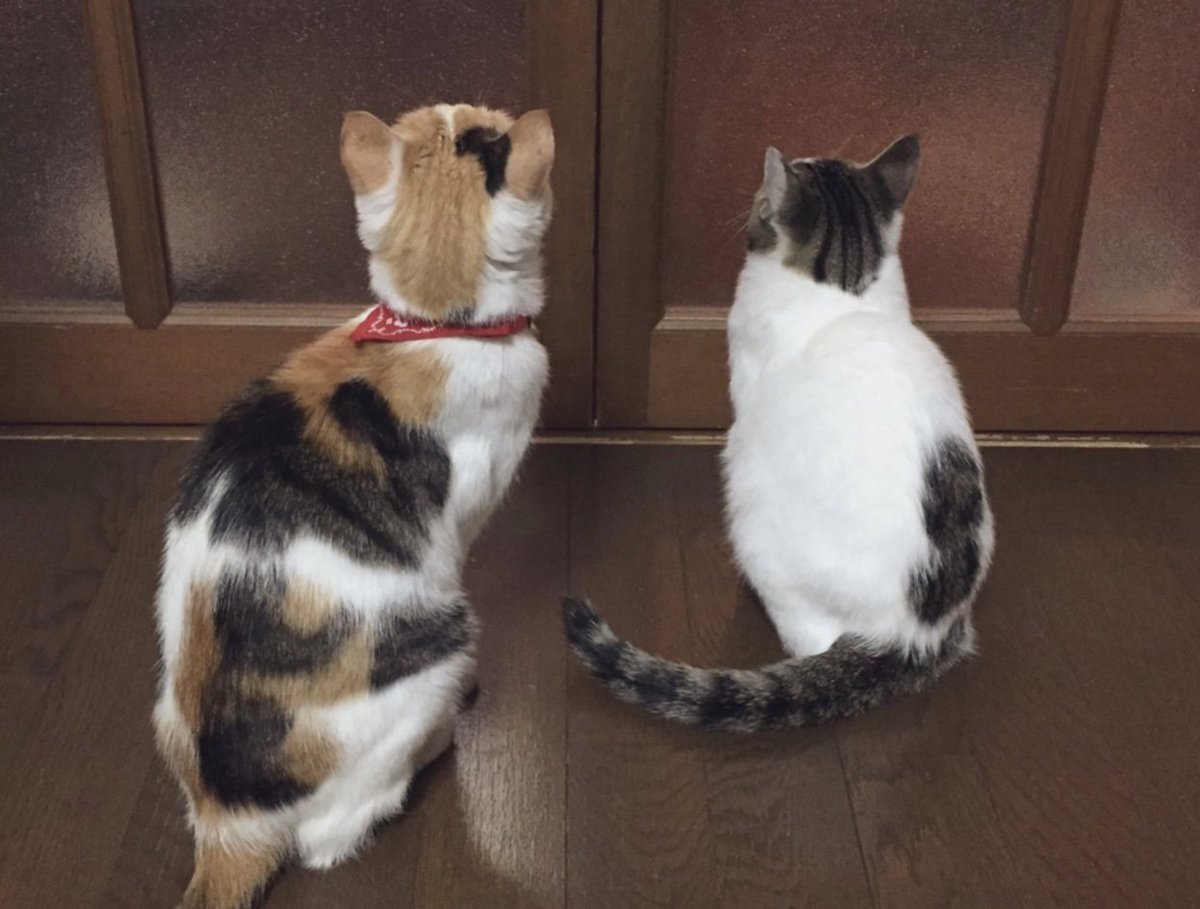 肝っ玉ミャーコ③④│フェリシモ猫部 https://t.co/JEDJF97mpf 