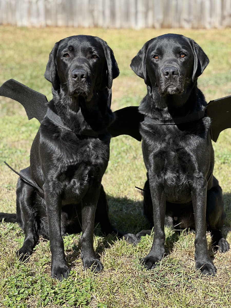 KDanielCCI's tweet photo. #Batdogs 🦇🦇 https://t.co/0XaWy7DGyN