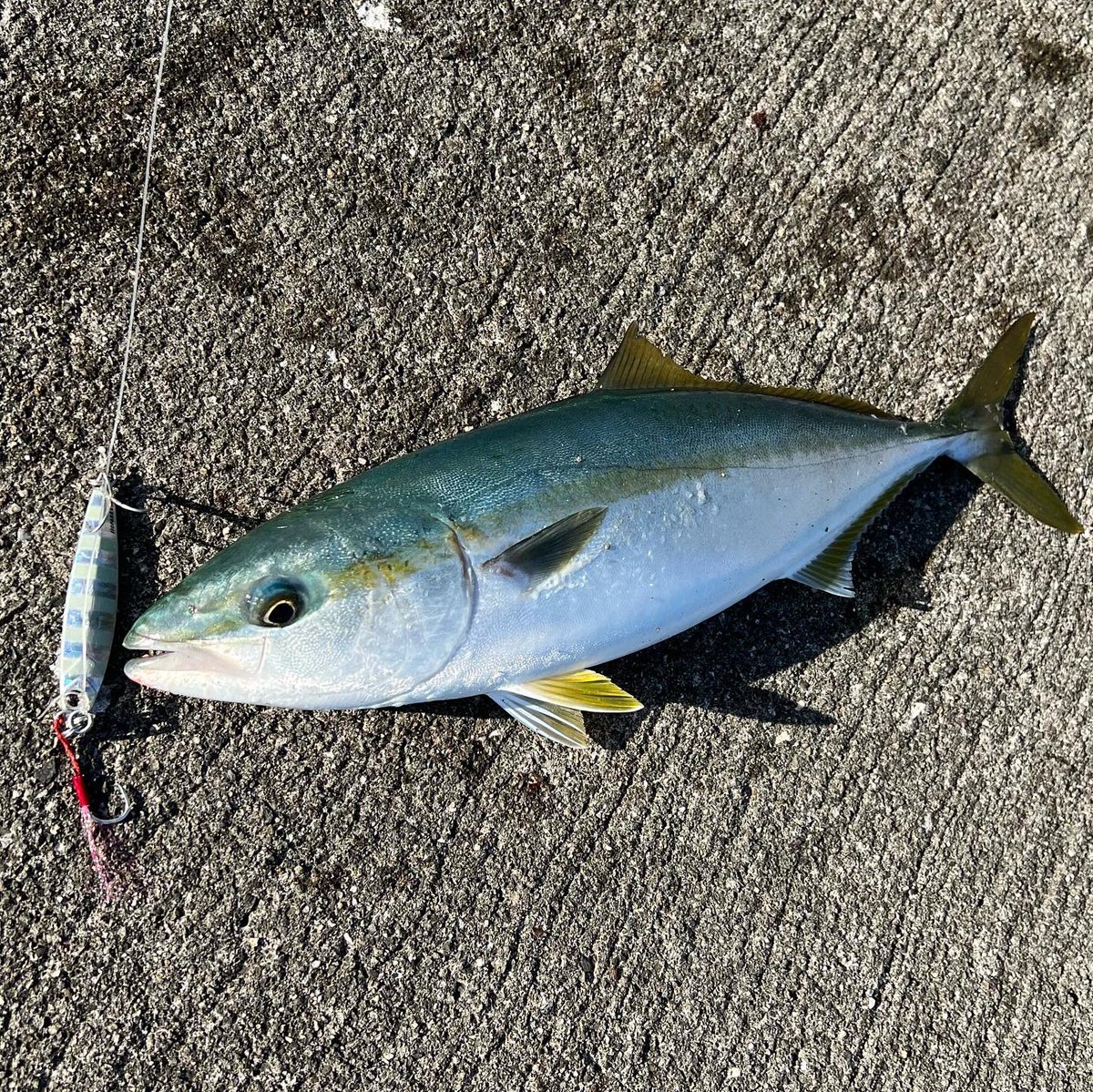 turiken753's tweet photo. 今日も仕事前に釣り🎣
朝一、サゴシを抜き上げでバラしたので、もう釣れないかと思いきや、なんとか終了間際に来てくれました🐟
コルトスナイパーSSにも鱗付けできたので満足です👌
#釣り好きの人と繋がりたい
#fishing
#愛媛釣り
#ショアジギング
#ジギング
#ハマチ #イナダ #ヤズ #44cm https://t.co/jZ1uGGr6WX