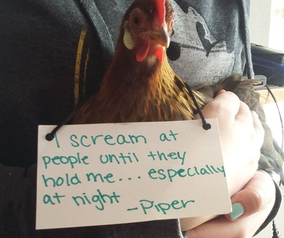 AFowlDay's tweet photo. Piper just wants cuddles.
#chickens #chickenpeople #farmlife #backyardchickens https://t.co/QIEec1Auuj