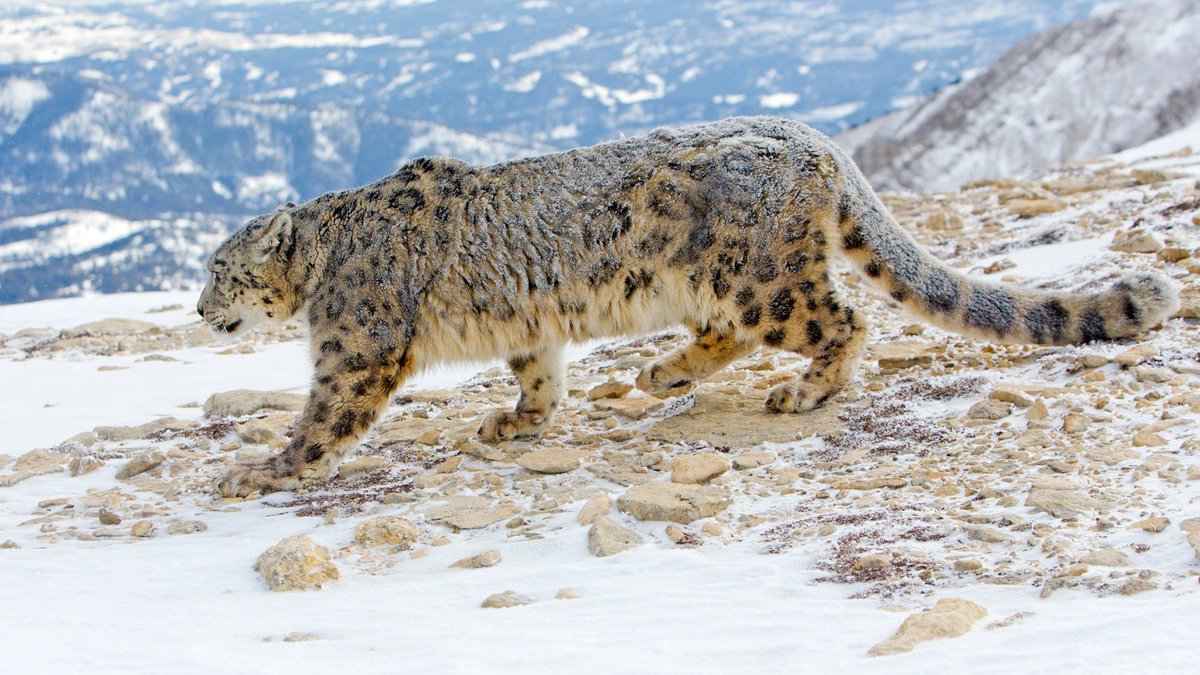 The U.S. government invests over $100 million annually to combat wildlife trafficking and protect species like snow leopards which are poached for their prized fur and bones. #EndWildlifeTrafficking #WorldSnowLeopardDay