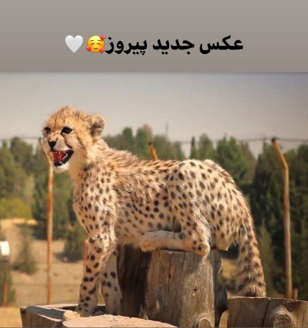 ManiZadeh's tweet photo. Nouvelle photo de Pirooz https://t.co/VvpQvAmBgu