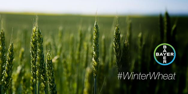 Bayer4CropsCA's tweet photo. Your season could be elite if you seed treat your #winterwheat. 🏅 A poem by Bayer Crop Science.
But really, #RaxilPro can help your #winterwheat emerge stronger and quicker. Learn more: https://t.co/Jww3toqx5I https://t.co/ai0F9ivCQl