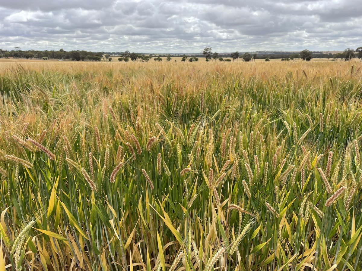 mdfowler100's tweet photo. @Glenn_SoilAgro @bentags @mcgjakep Maximus at Wickepin still having a crack at a late tiller or two under the main canopy. Rain will help fill them as well as the main crop!! #allhead https://t.co/zahQo8bbvf