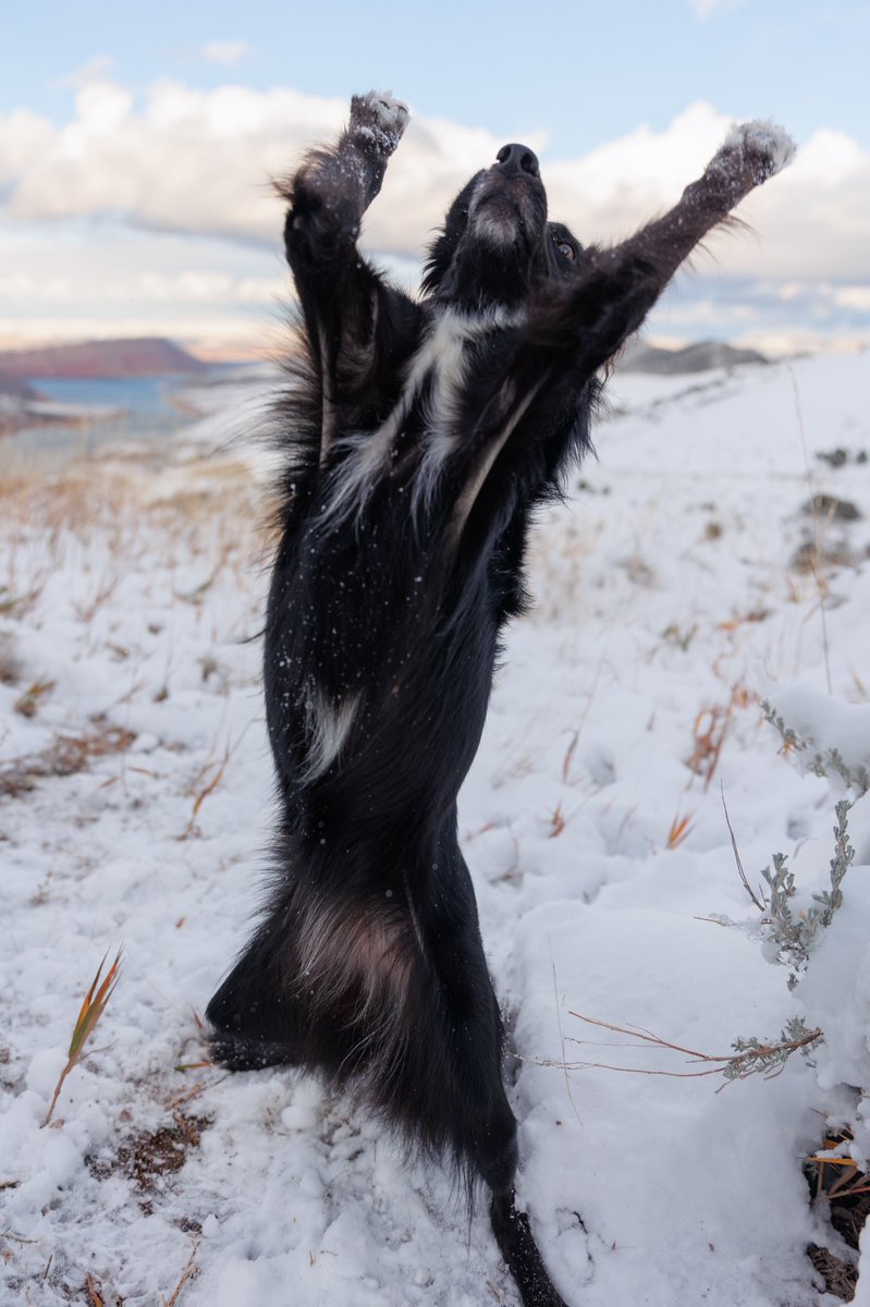 good dog squad tweet media