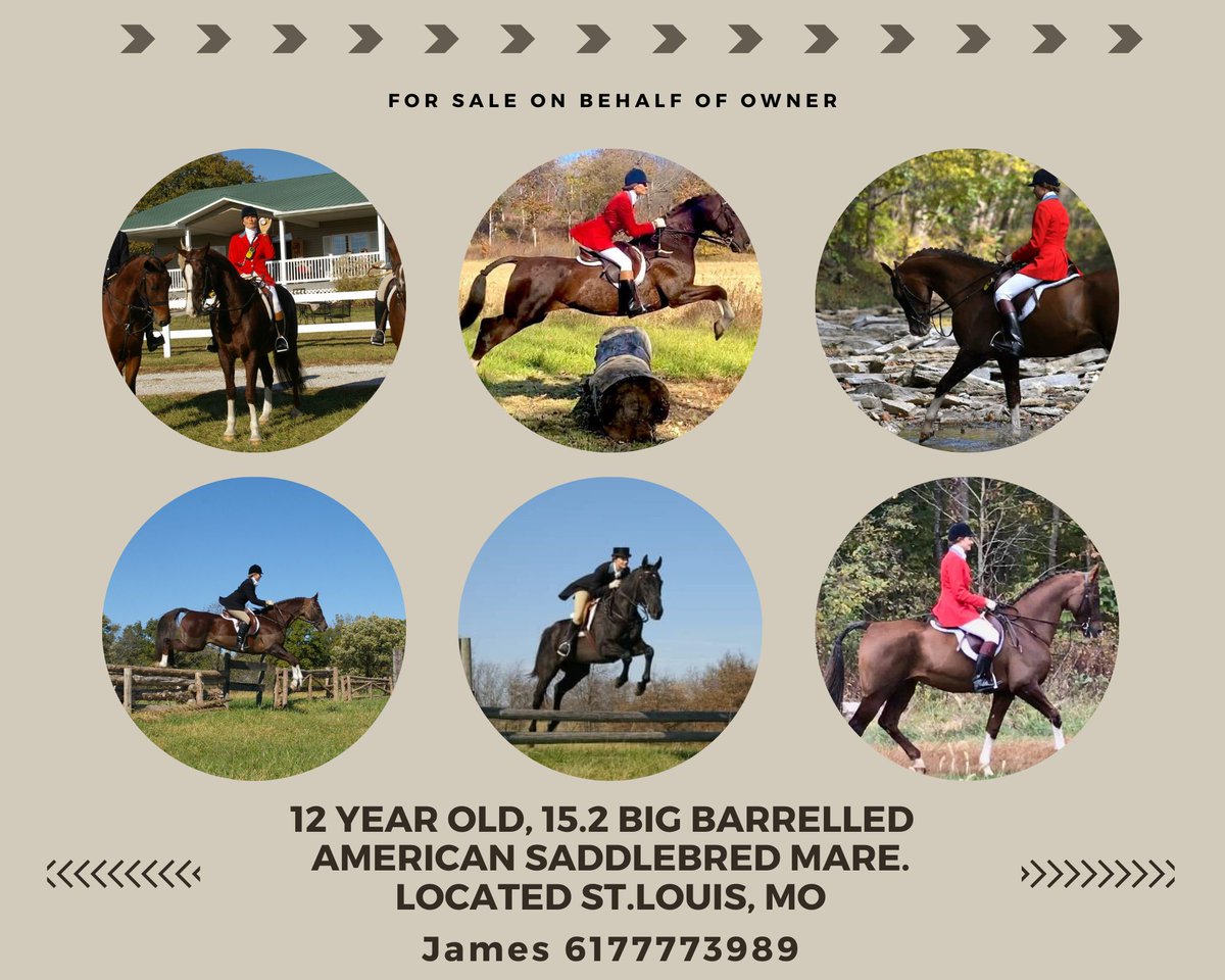 JTEquestrian's tweet photo. Looking to relocate from St.Louis, MO!

12 yr old mare with three full seasons of hunting.  15.2 hands with a big barrel.
She leads First Flight and is a terrific whip horse. Bold and brave with comfortable gaits
Outrode at LRK3 Spring '22. 

#hunthorse #asb #americansaddlebred https://t.co/xJZRnSYZRt