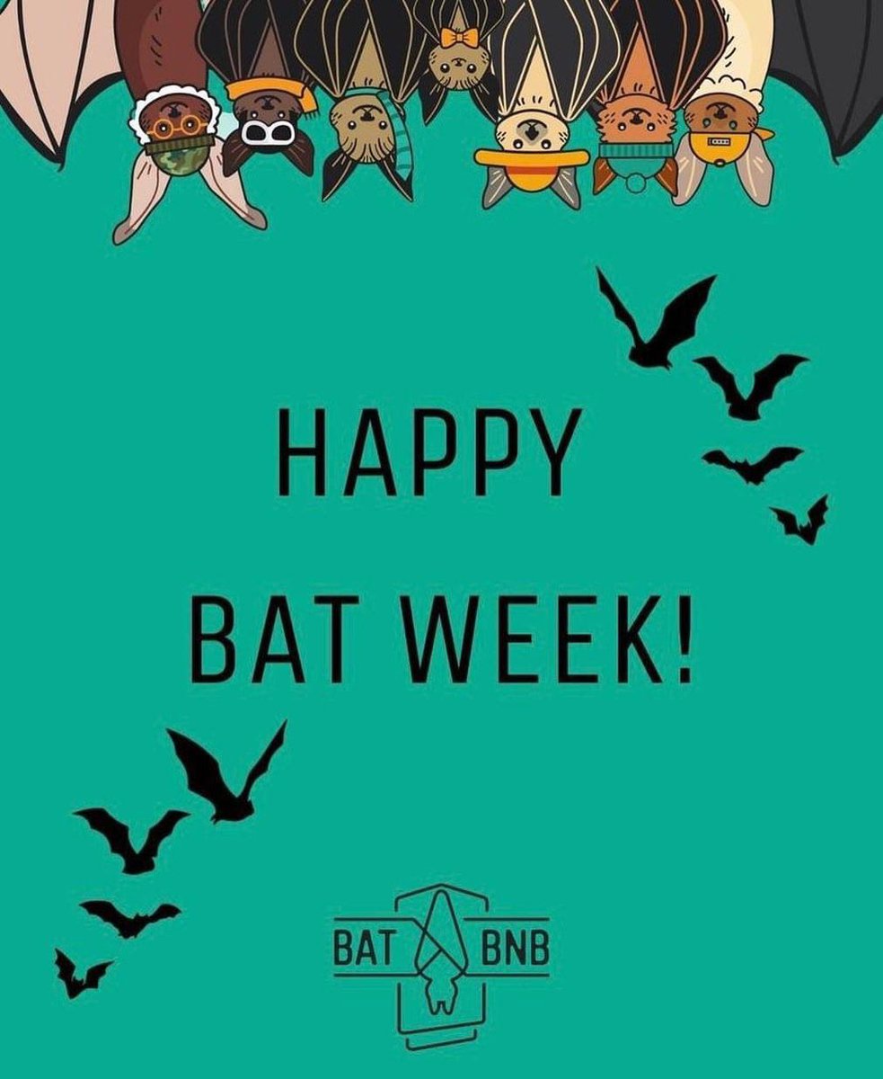 It’s Bat Week!!! We are excited! A celebration of our favorite animal 🦇🦇🦇

We are prepping our shop to launch our new merch ❤️❤️

#pabatrescue #savepabats #batweek #internationalbatweek