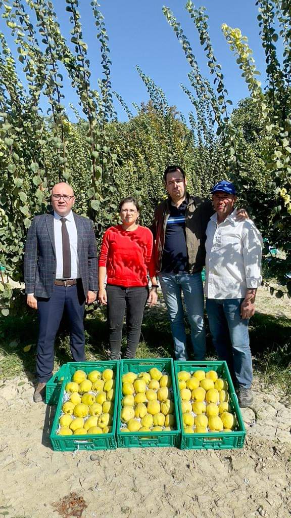 bolge_izmir_tkk's tweet photo. Ortak ürün değerlendirme faaliyetleri kapsamında Bölge Birliğimize bağlı 1259 Sayılı Irlıganlı Tarım Kredi Kooperatifince ulusal marketlerde satılmak üzere  ayva alımları devam etmektedir. Bereketli hasatlar dileriz. https://t.co/ZWQQeO8kyI