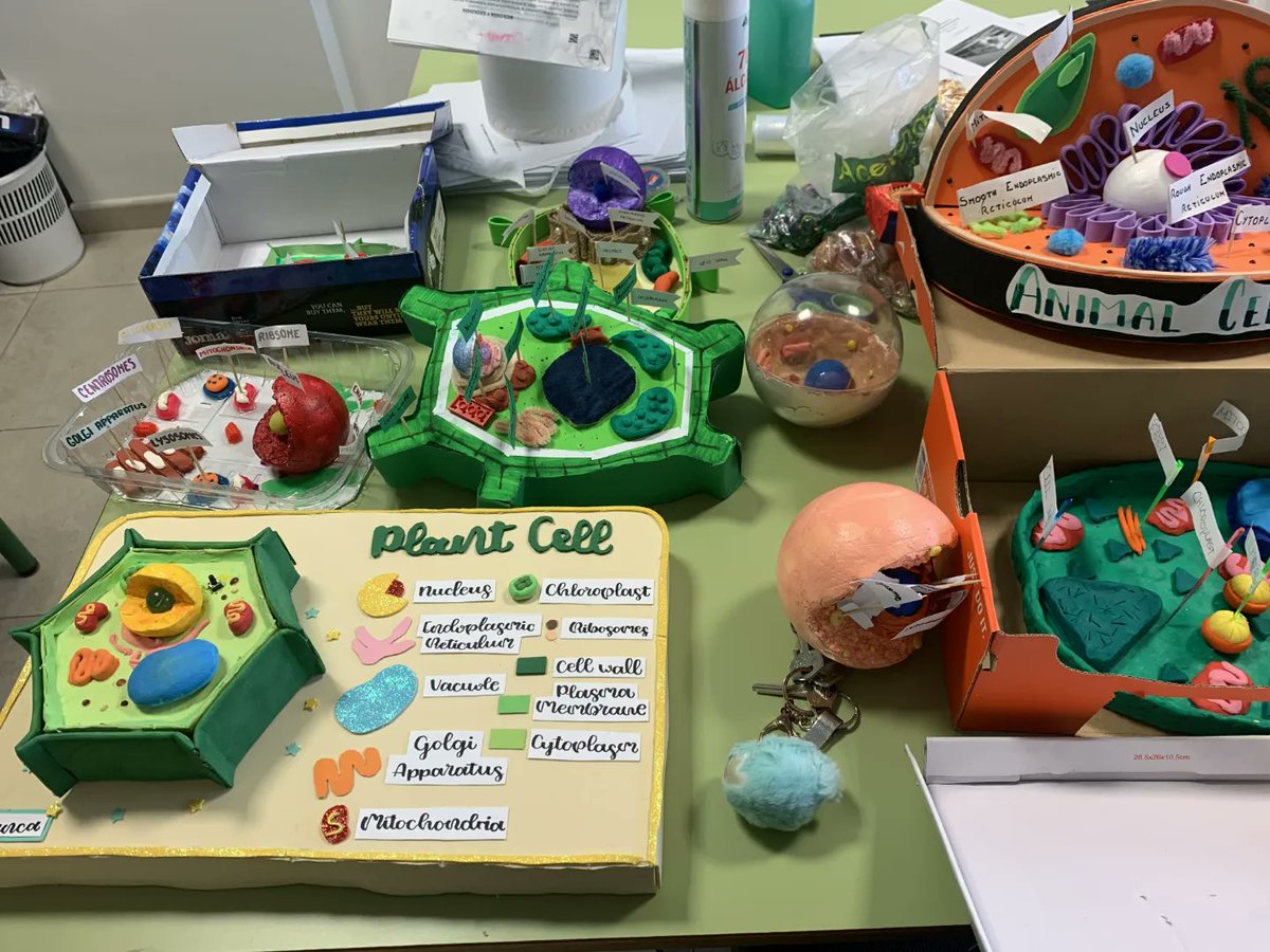 torrelosespejos's tweet image. El alumnado de 1ºESO BILINGÜE ha creado estas maravillosas maquetas de células en la materia de Biology and Geology 👏🦠
#iestorredelosespejos #programabilingue #britishcouncilprojects